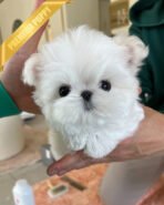 TOBY - MALE (PURCHASED by SIRIRAT))