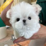 TOBY - MALE (PURCHASED by SIRIRAT))