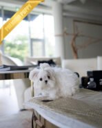 ANDRE - MALE (PURCHASED by NIKKI) - Image 5