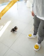 BUSTER - MALE (PURCHASED by ANN) - Image 5