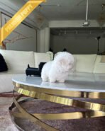 DUSTIN - MALE (PURCHASED by ROBERTO) - Image 5