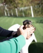 PHINEAS RAE - FEMALE (PURCHASED by AUBBRHEA) - Image 2