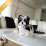 BAXTER - MALE (PURCHASED by CRISTINA)