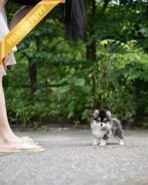 LEO - MALE (PURCHASED by ROBERTO) - Image 2