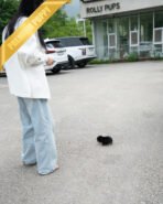 STELLA - FEMALE (PURCHASED by DANA) - Image 5