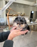 SASHA - FEMALE (PURCHASED by PAUL) - Image 3