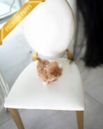 LENNY - MALE (PURCHASED by GERARDO) - Image 4