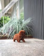 CINNAMON - FEMALE (PURCHASED by RUTHANN) - Image 4