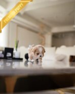 GUCCI - FEMALE (PURCHASED by BRITTANY) - Image 4