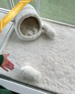 BRUNO & BELLA  - MALE & FEMALE - Image 6