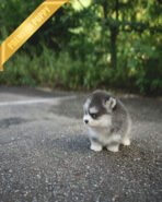 OSCAR - MALE (PURCHASED by DILA) - Image 2