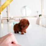 MILO - MALE (PURCHASED by PATRICE)