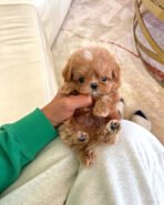 GAVIN - MALE (PURCHASED by JUN)