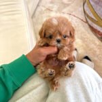 GAVIN - MALE (PURCHASED by JUN)