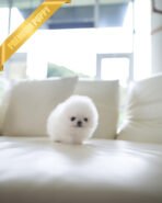 PUFFIN - FEMALE (PURCHASED by MAKITA) - Image 3