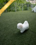 CHICO - MALE (PURCHASED by RT) - Image 5