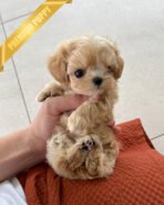 ESME - FEMALE (PURCHASED by ELSA) - Image 4