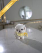 BENTLEY - MALE (PURCHASED by JAMES) - Image 3