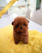 ROSIE - FEMALE (PURCHASED by KATE) - Image 2