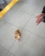 AUSTIN - MALE (PURCHASED by HIEP) - Image 4