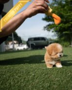 MARCO - MALE (PURCHASED by NAPAVILAI) - Image 5