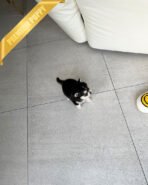 JACKSON - MALE (PURCHASED by ALMA) - Image 4