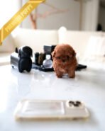 FINN - MALE - Image 3