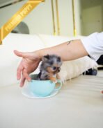 PEBBLES - FEMALE (PURCHASED by MARIA) - Image 4