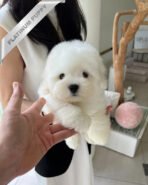 FINN - MALE (PURCHASED by RT)