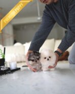 VICTORIA & DUCHESS - FEMALE