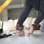 VICTORIA & DUCHESS - FEMALE