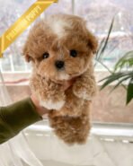 HENRY - MALE (PURCHASED by TONY)