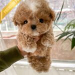 HENRY - MALE (PURCHASED by TONY)