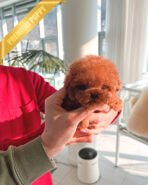 MITCH - MALE (PURCHASED by KIM) - Image 2