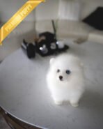 MARSHY - MALE (PURCHASED by TANYA)