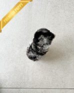 DEXTER - MALE (PURCHASED by CHRISTINE) - Image 4