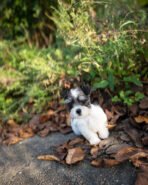 SASHA - FEMALE (PURCHASED by ANONYMITY)