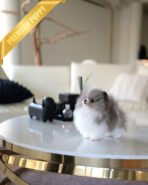 ASPEN - MALE (PURCHASED by YELLI) - Image 4