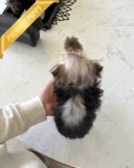 LILIANA - FEMALE (PURCHASED by TOMMY) - Image 5