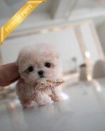 LYRA - FEMALE (PURCHASED by MARIA) - Image 3