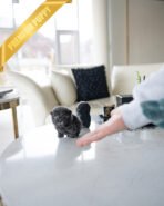 SIMON - MALE (PURCHASED by THE MILLERS) - Image 5