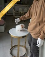 ARTHUR - MALE (PURCHASED by HADASSAH) - Image 4