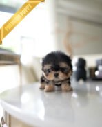 MAGGIE - FEMALE (PURCHASED by JUSTINE)