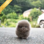 CHIP - MALE (PURCHASED by SOFIIA)