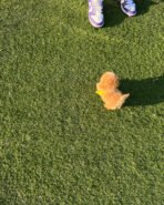 MUFFIN  - MALE (PURCHASE by LEE) - Image 6