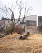 MABLE - FEMALE (PURCHASED by POUPAE) - Image 4