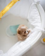 DOLORES - FEMALE (PURCHASED by MARIA) - Image 5