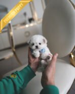 TOBY - MALE (PURCHASED by MARIAN) - Image 2