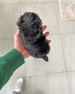 ELISE - FEMALE (PURCHASED by JANG) - Image 5