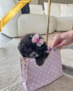 MISTY - FEMALE (PURCHASED by ANONYMOUS)